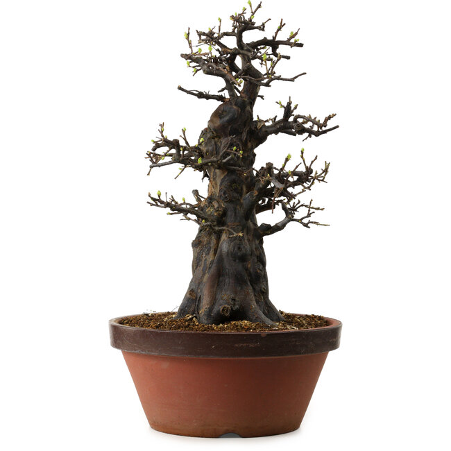 Pseudocydonia sinensis, 55 cm, ± 30 jaar oud, met een nebari van 20 cm