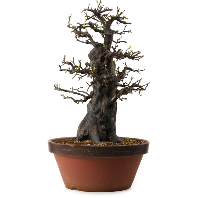 Pseudocydonia sinensis, 55 cm, ± 30 años de edad, con un nebari de 20 cm