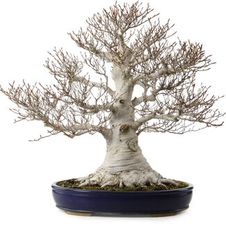 Fagus crenata, 58 cm, ± 40 years old