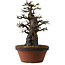 Pseudocydonia sinensis, 55 cm, ± 30 jaar oud, met een nebari van 20 cm