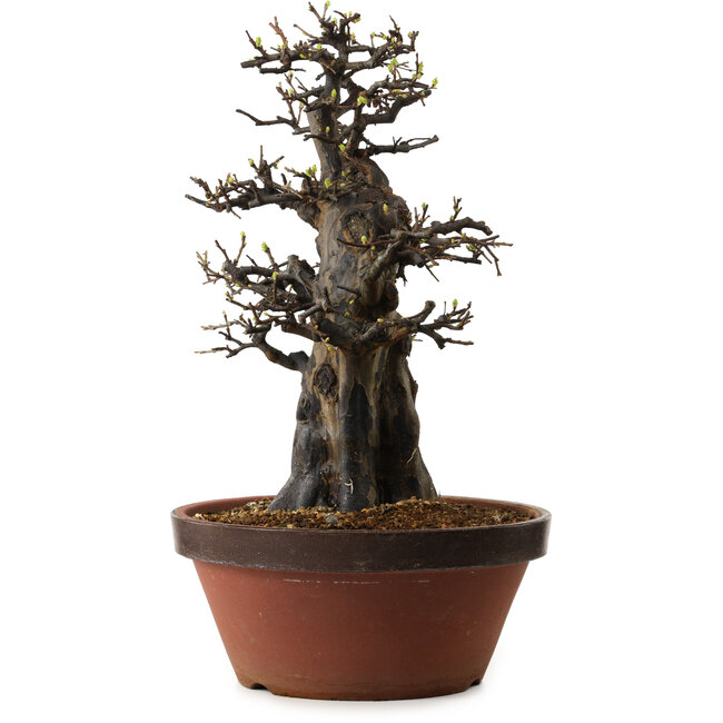 Pseudocydonia sinensis, 55 cm, ± 30 years old, with a nebari of 20 cm