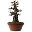 Pseudocydonia sinensis, 55 cm, ± 30 jaar oud, met een nebari van 20 cm