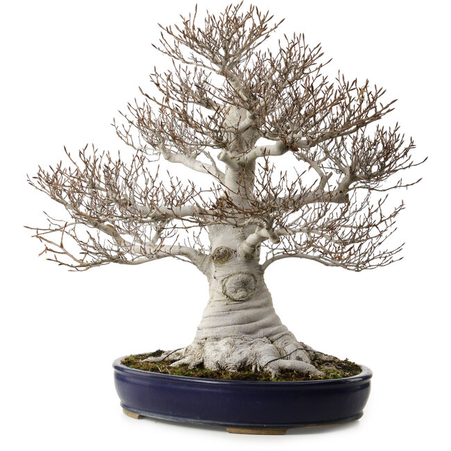 Fagus crenata, 58 cm, ± 40 ans, avec un nebari de 35 cm