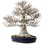 Fagus crenata, 58 cm, ± 40 anni, con nebari di 35 cm