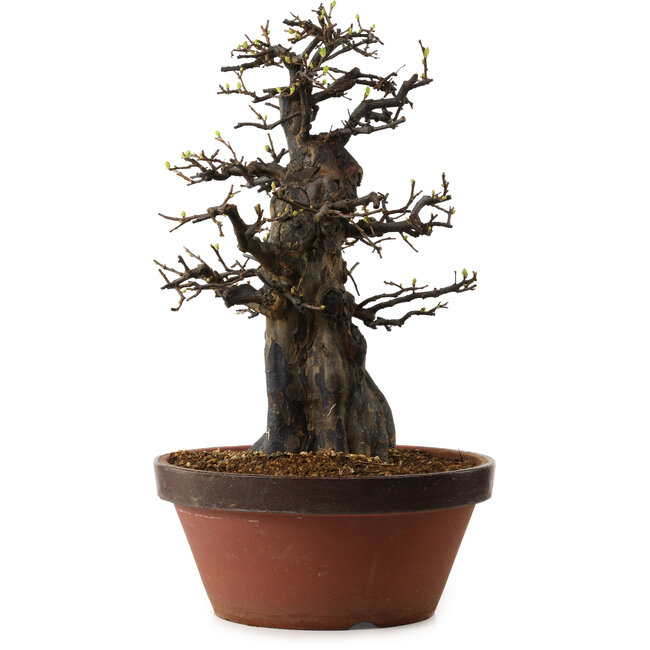 Pseudocydonia sinensis, 55 cm, ± 30 years old, with a nebari of 20 cm