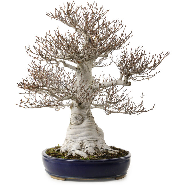 Fagus crenata, 58 cm, ± 40 years old, with a nebari of 35 cm