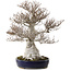 Fagus crenata, 58 cm, ± 40 ans, avec un nebari de 35 cm