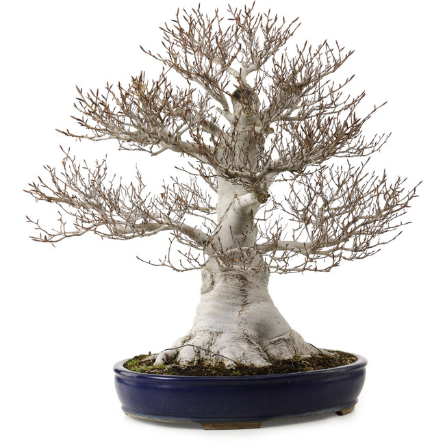 Fagus crenata, 58 cm, ± 40 years old, with a nebari of 35 cm