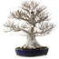 Fagus crenata, 58 cm, ± 40 jaar oud, met een nebari van 35 cm