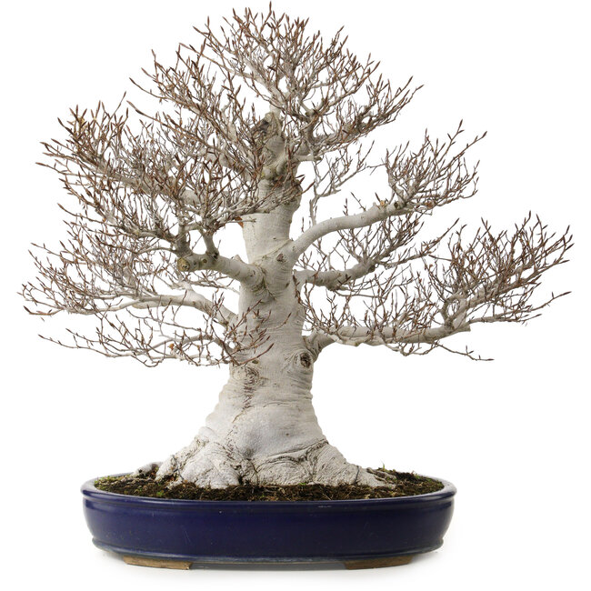 Fagus crenata, 58 cm, ± 40 years old, with a nebari of 35 cm