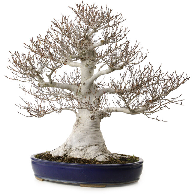 Fagus crenata, 58 cm, ± 40 ans, avec un nebari de 35 cm