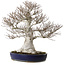 Fagus crenata, 58 cm, ± 40 years old, with a nebari of 35 cm