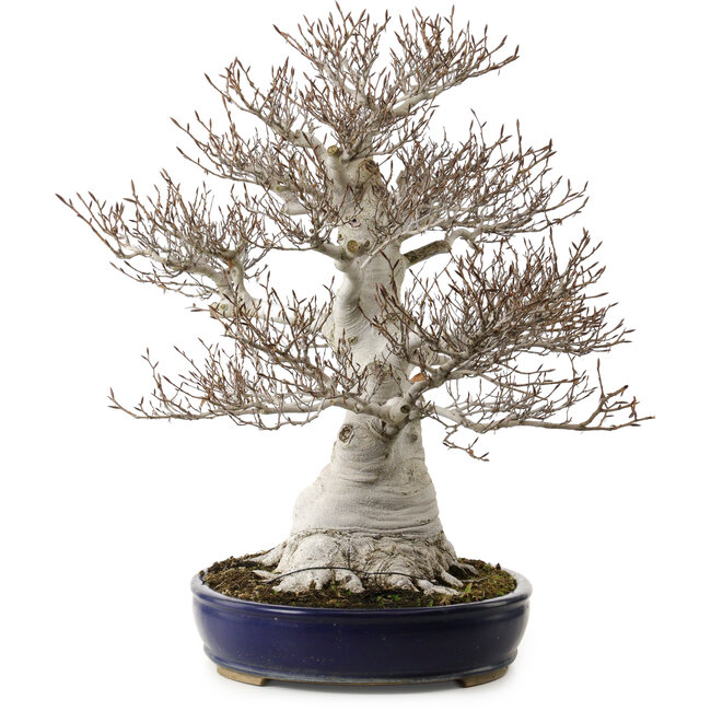 Fagus crenata, 58 cm, ± 40 ans, avec un nebari de 35 cm