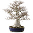 Fagus crenata, 58 cm, ± 40 anni, con nebari di 35 cm
