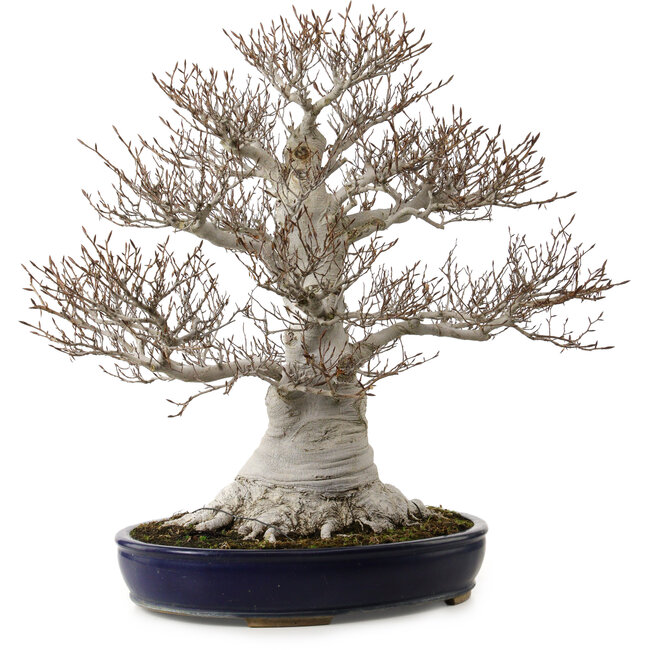 Fagus crenata, 58 cm, ± 40 anni, con nebari di 35 cm