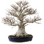Fagus crenata, 58 cm, ± 40 years old, with a nebari of 35 cm