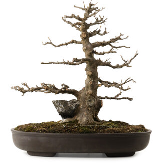 Acer buergerianum, 51 cm, ± 30 Jahre alt