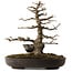 Acer buergerianum, 51 cm, ± 30 ans, avec un nebari de 15 cm