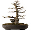 Acer buergerianum, 51 cm, ± 30 years old, with a nebari of 15 cm