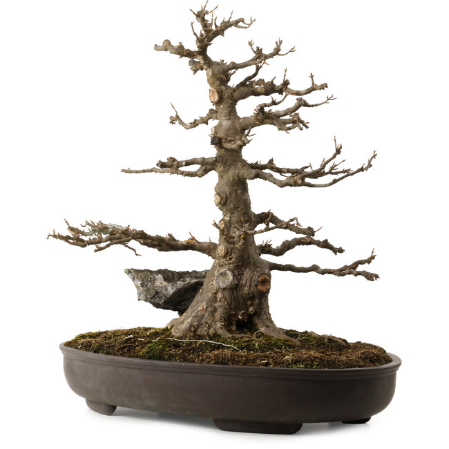 Acer buergerianum, 51 cm, ± 30 ans, avec un nebari de 15 cm