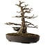 Acer buergerianum, 51 cm, ± 30 ans, avec un nebari de 15 cm