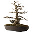 Acer buergerianum, 51 cm, ± 30 jaar oud, met een nebari van 15 cm