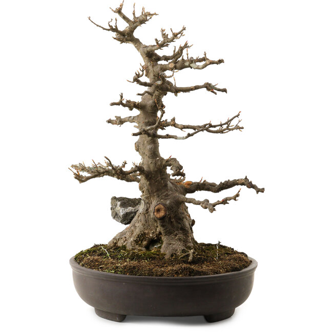 Acer buergerianum, 51 cm, ± 30 years old, with a nebari of 15 cm