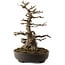 Acer buergerianum, 51 cm, ± 30 ans, avec un nebari de 15 cm