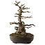 Acer buergerianum, 51 cm, ± 30 years old, with a nebari of 15 cm