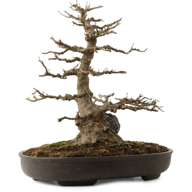 Acer buergerianum, 51 cm, ± 30 jaar oud, met een nebari van 15 cm