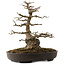 Acer buergerianum, 51 cm, ± 30 años, con un nebari de 15 cm