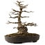 Acer buergerianum, 51 cm, ± 30 ans, avec un nebari de 15 cm