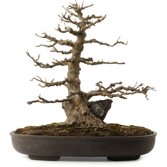 Acer buergerianum, 51 cm, ± 30 jaar oud, met een nebari van 15 cm