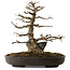 Acer buergerianum, 51 cm, ± 30 anni, con nebari di 15 cm