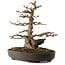 Acer buergerianum, 51 cm, ± 30 ans, avec un nebari de 15 cm