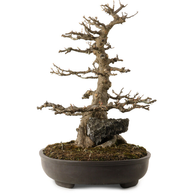 Acer buergerianum, 51 cm, ca. 30 Jahre alt, mit einem Wurzelhals von 15 cm