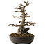 Acer buergerianum, 51 cm, ± 30 years old, with a nebari of 15 cm