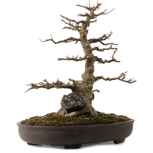 Acer buergerianum, 51 cm, ca. 30 Jahre alt, mit einem Wurzelhals von 15 cm