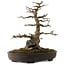 Acer buergerianum, 51 cm, ± 30 ans, avec un nebari de 15 cm