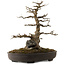 Acer buergerianum, 51 cm, ± 30 years old, with a nebari of 15 cm