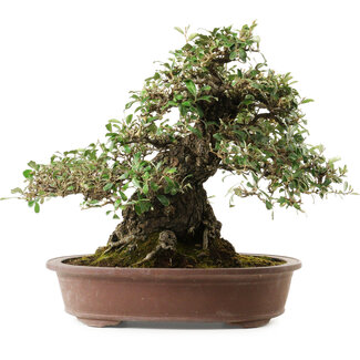 Elaeagnus Punguns, 41 cm, ± 35 years old