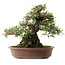 Elaeagnus Punguns, 41 cm, ± 35 anni, con un nebari di 25 cm