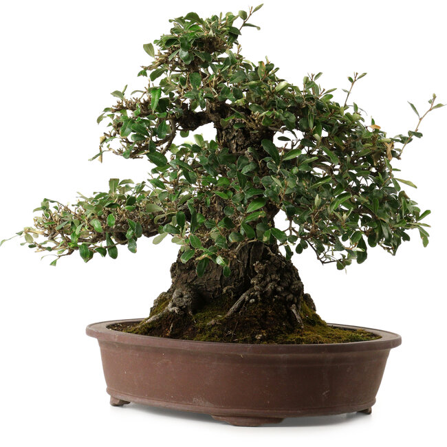 Elaeagnus Punguns, 41 cm, ± 35 ans, avec un nebari de 25 cm