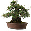 Elaeagnus Punguns, 41 cm, ± 35 jaar oud, met een nebari van 25 cm