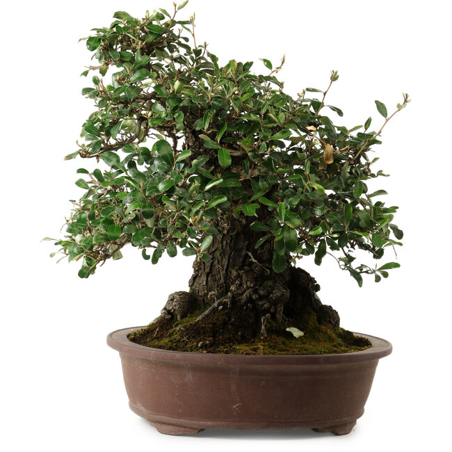 Elaeagnus Punguns, 41 cm, ± 35 Jahre alt, mit einem Nebari von 25 cm