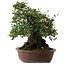 Elaeagnus Punguns, 41 cm, ± 35 jaar oud, met een nebari van 25 cm