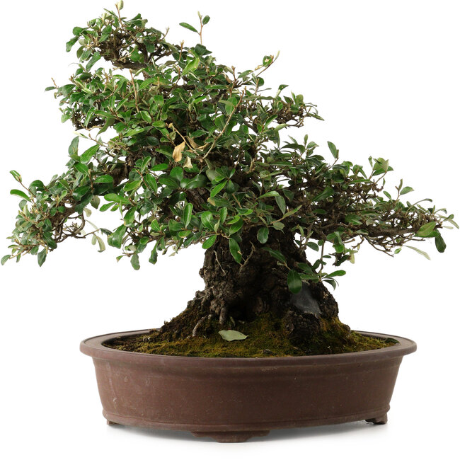 Elaeagnus Punguns, 41 cm, ± 35 Jahre alt, mit einem Nebari von 25 cm