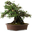 Elaeagnus Punguns, 41 cm, ± 35 Jahre alt, mit einem Nebari von 25 cm