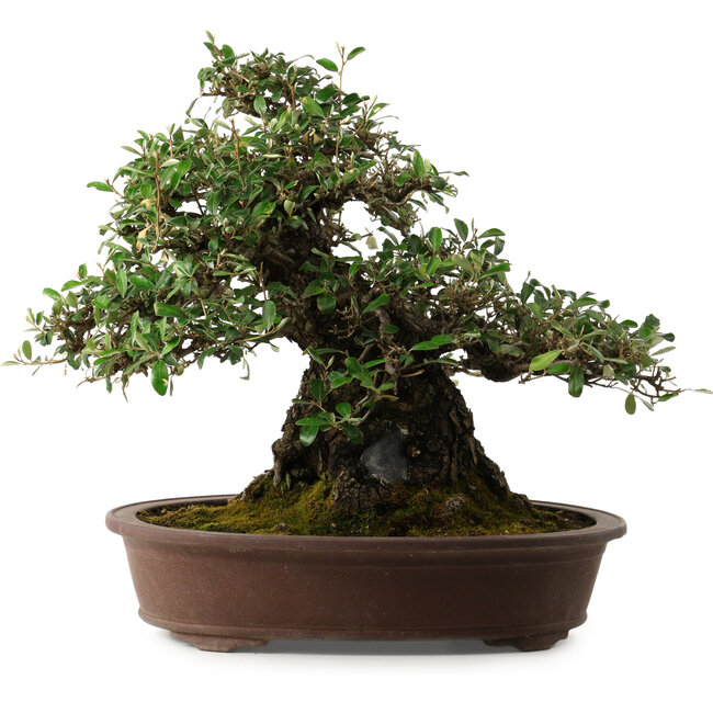 Elaeagnus Punguns, 41 cm, ± 35 jaar oud, met een nebari van 25 cm