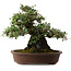 Elaeagnus Punguns, 41 cm, ± 35 years old, with a nebari of 25 cm